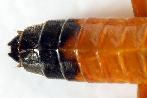 Réf. 291 425 : Dolerus germanicus