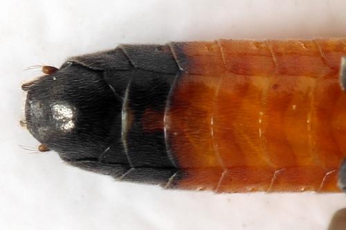 Réf. 291 426 : Dolerus germanicus