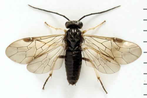 Priophorus compressicornis