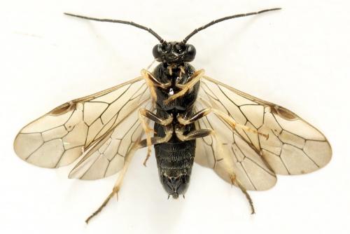 Priophorus compressicornis