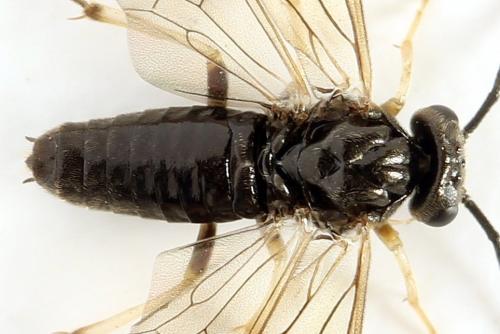 Priophorus compressicornis