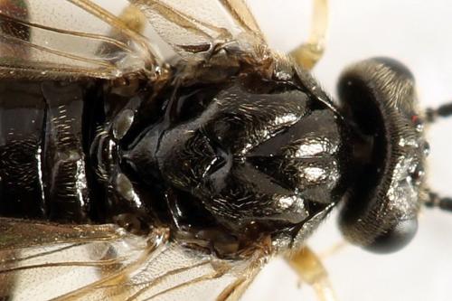 Priophorus compressicornis