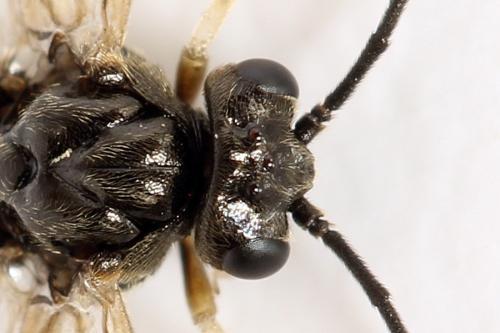Priophorus compressicornis