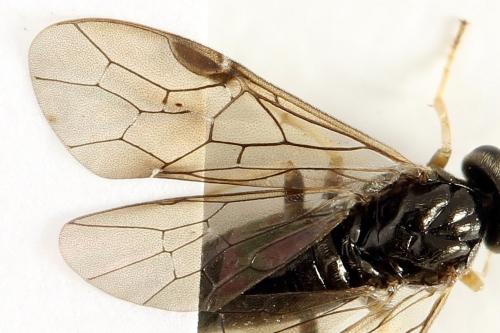 Priophorus compressicornis