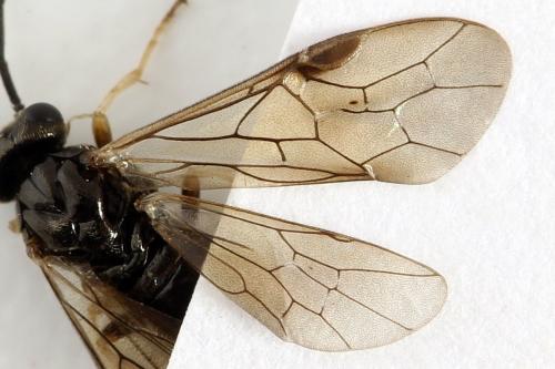 Priophorus compressicornis