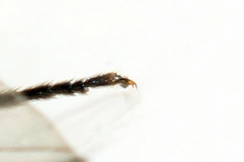 Priophorus compressicornis