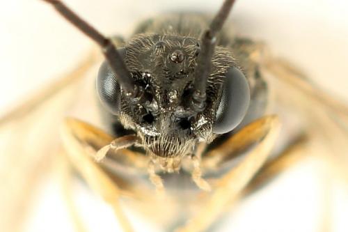 Priophorus compressicornis