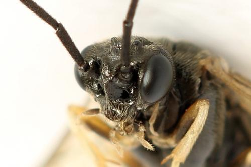 Priophorus compressicornis