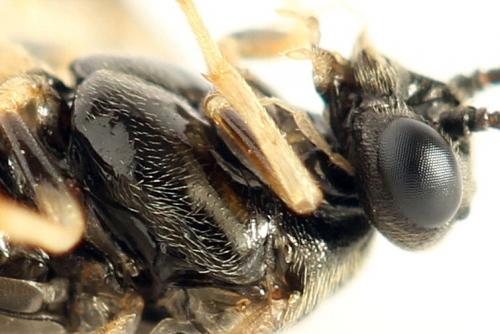 Priophorus compressicornis