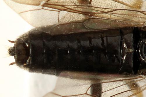 Priophorus compressicornis