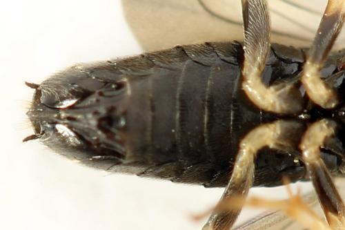 Priophorus compressicornis