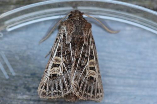 Réf. 291 576 : Tholera decimalis