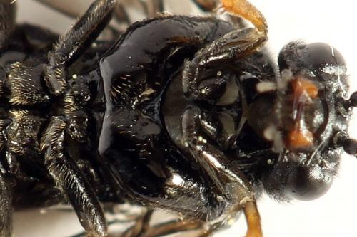 Stethomostus fuliginosus