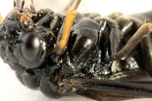 Stethomostus fuliginosus