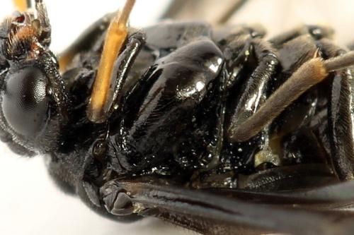 Stethomostus fuliginosus