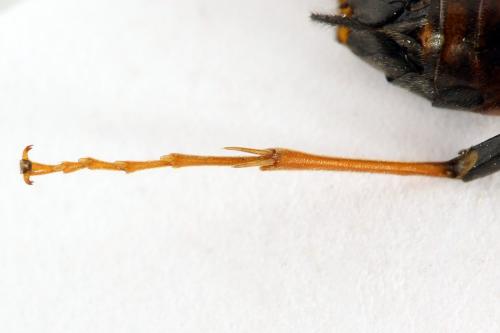 Réf. 291 779 : Tenthredo ferruginea