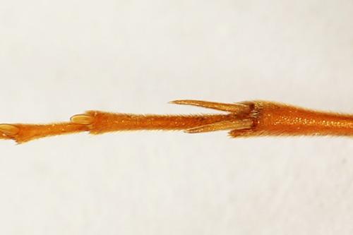 Réf. 291 780 : Tenthredo ferruginea
