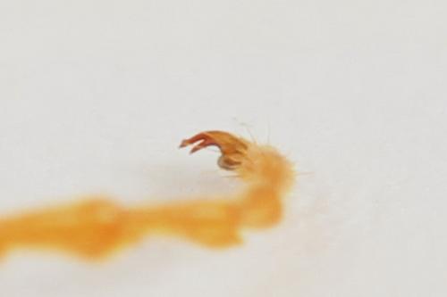 Réf. 291 781 : Tenthredo ferruginea