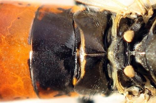 Réf. 291 782 : Tenthredo ferruginea