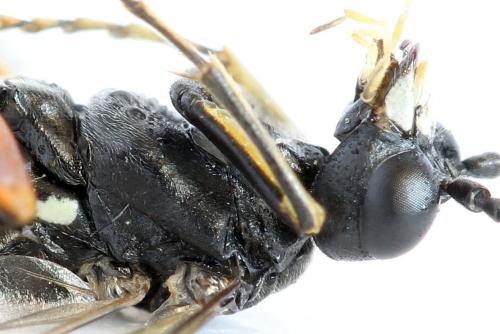 Tenthredo velox