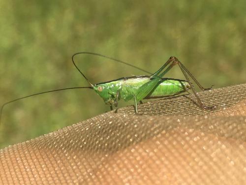 Réf. 291 143 : Conocephalus fuscus
