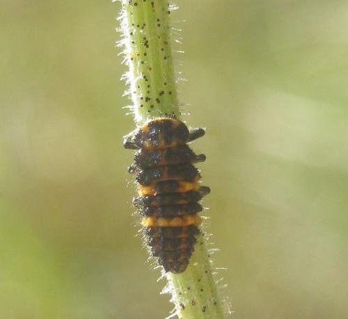 Ceratomegilla undecimnotata