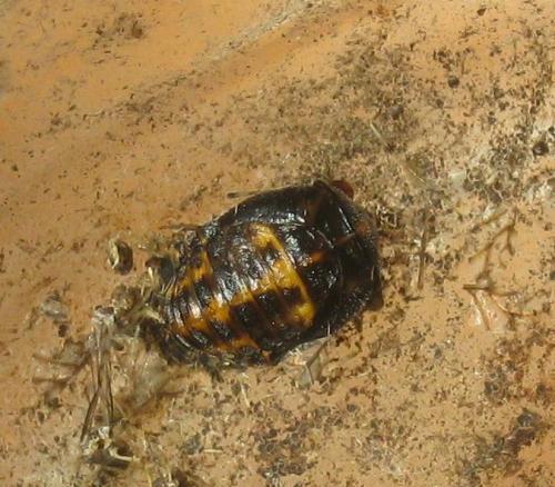 Réf. 291 304 : Ceratomegilla undecimnotata