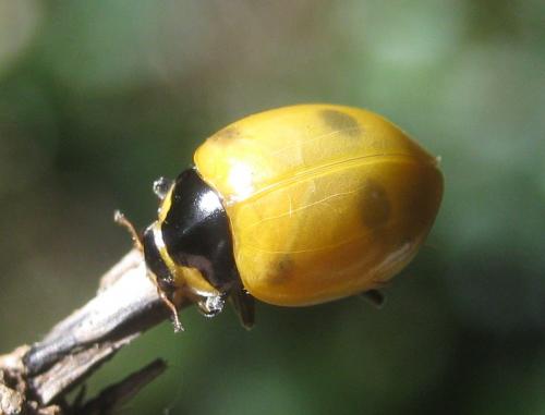 Réf. 291 472 : Ceratomegilla undecimnotata