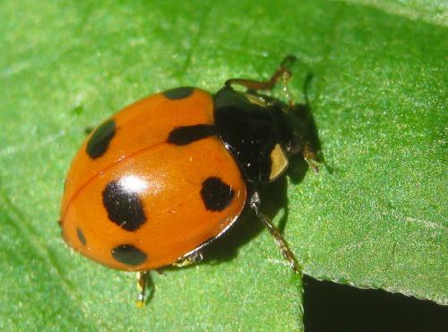 Ceratomegilla undecimnotata