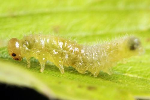 Cladius pectinicornis