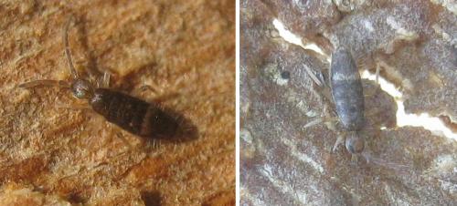 Willowsia buskii