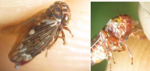 Balcanocerus sp.