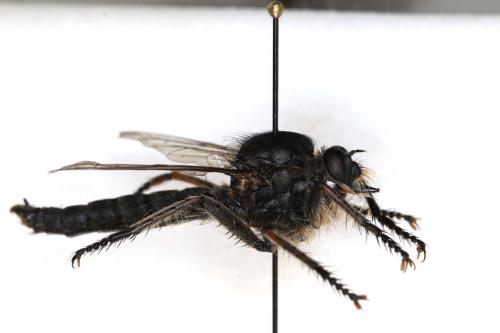 Réf. 291 209 : Machimus fimbriatus