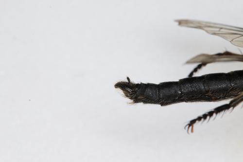Réf. 291 211 : Machimus fimbriatus