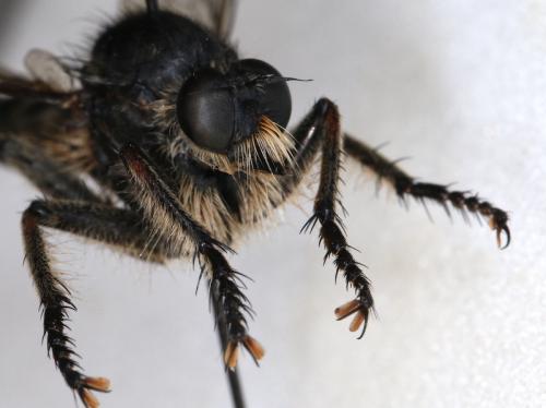 Réf. 291 212 : Machimus fimbriatus