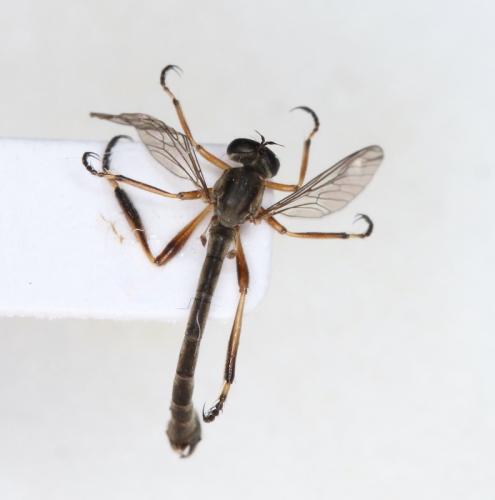 Leptogaster cylindrica
