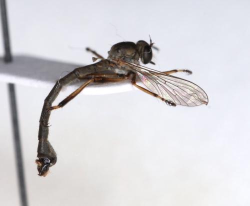 Leptogaster cylindrica