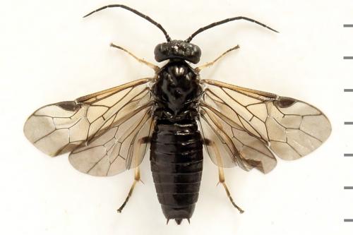 Cladius pectinicornis