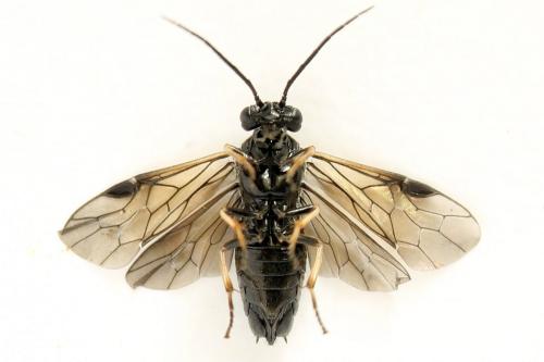 Cladius pectinicornis