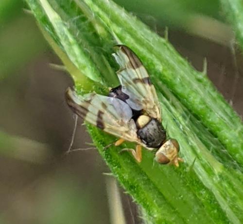 Réf. 291 595 : Urophora stylata