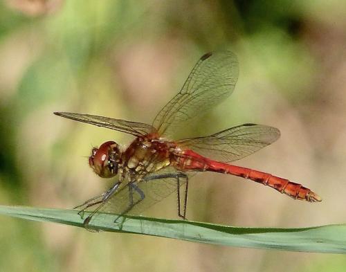 Réf. 291 850 : Sympetrum sanguineum