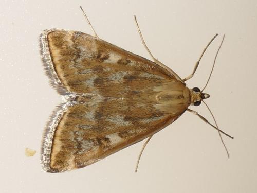 Loxostege sticticalis