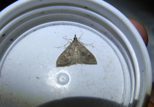 Réf. 291 307 : Mecyna asinalis
