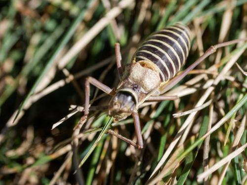Réf. 291 201 : Ephippiger diurnus diurnus