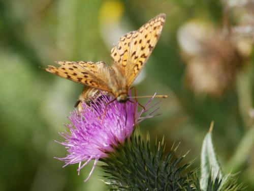 Argynnis sp.