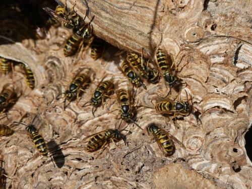Réf. 291 198 : Vespula vulgaris