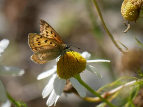 Lycaena virgaureae