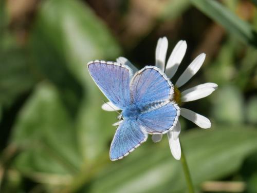 Réf. 291 241 : Polyommatus bellargus
