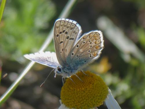 Réf. 291 240 : Polyommatus bellargus