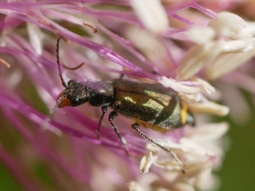 Réf. 291 247 : Clanoptilus elegans